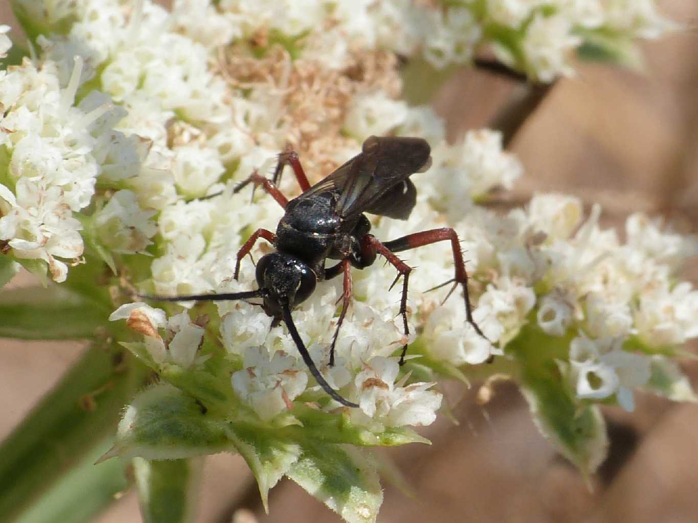 Pompilidae zampe rosse